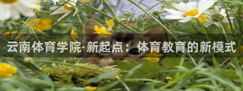 MK体育官网下载招商电话地址是多少：云南体育学院·新