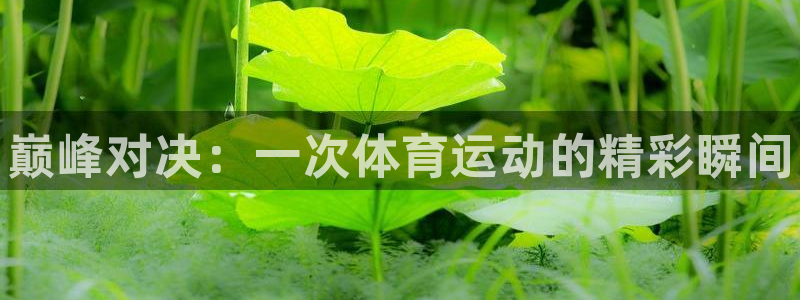 MK体育官方集团官网：巅峰对决：一次体育运动的精彩瞬